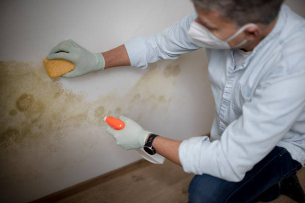 Best Commercial Mold Removal  in Johnsonville, SC