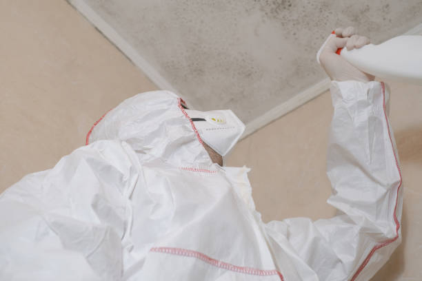 Best Residential Mold Removal  in Johnsonville, SC