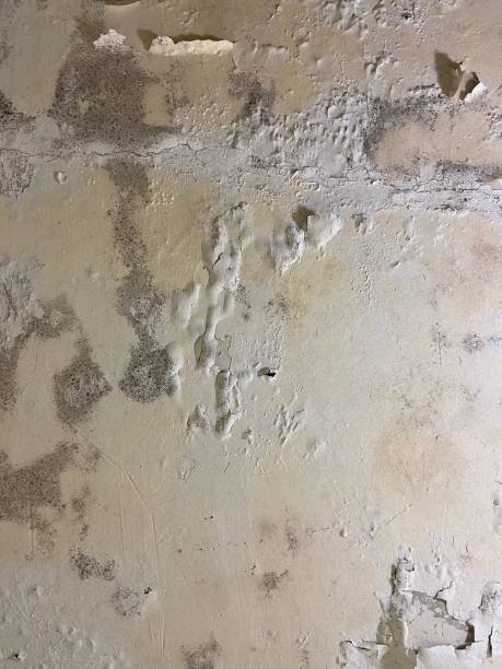 Best Office Mold Removal Services  in Johnsonville, SC
