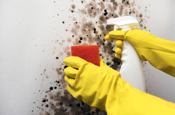 Best Attic Mold Removal  in Johnsonville, SC