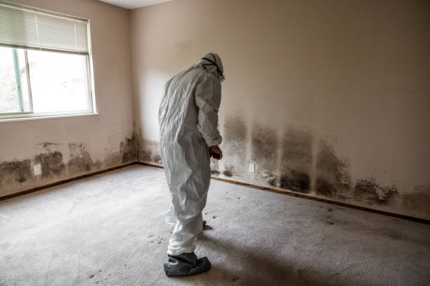 Best Professional Mold Removal  in Johnsonville, SC
