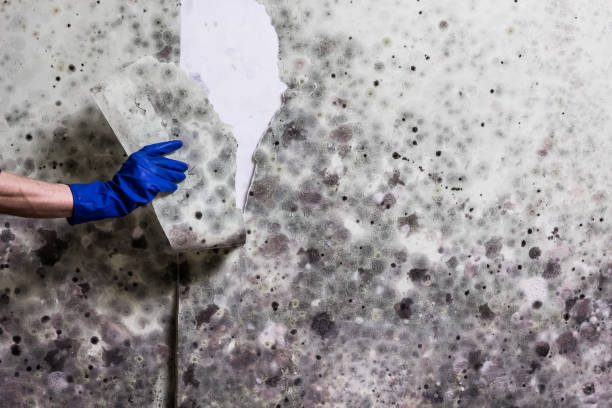 Best Mold Testing  in Johnsonville, SC